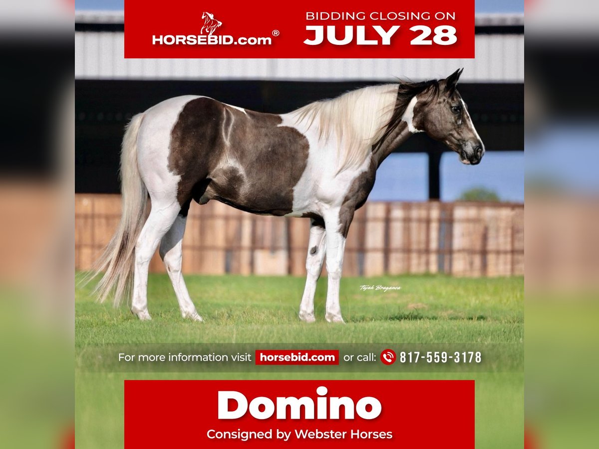 American Paint Horse Ruin 13 Jaar 147 cm Gevlekt-paard in Springtown