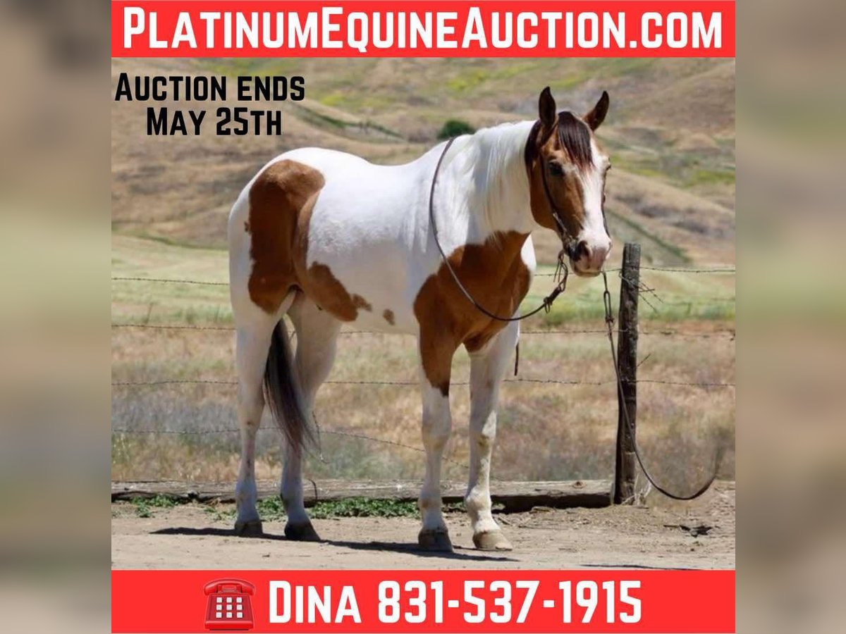 American Paint Horse Ruin 13 Jaar 155 cm Buckskin in Paicines CA