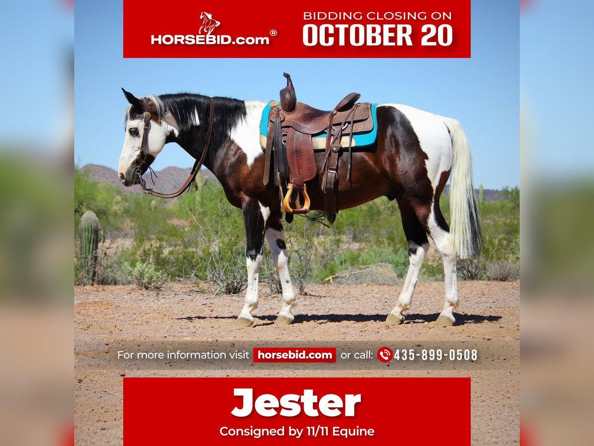 American Paint Horse Ruin 6 Jaar 147 cm Gevlekt-paard in Marana