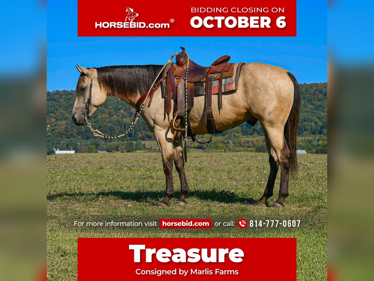 American Paint Horse Ruin 6 Jaar 152 cm Buckskin in Rebersburg