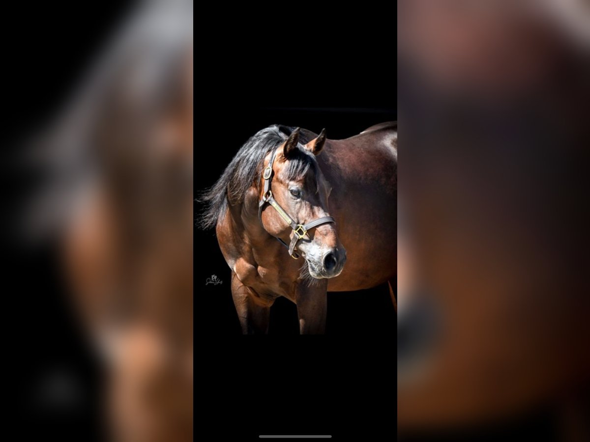 American Paint Horse Mix Ruin 8 Jaar 150 cm Bruin in Berneck