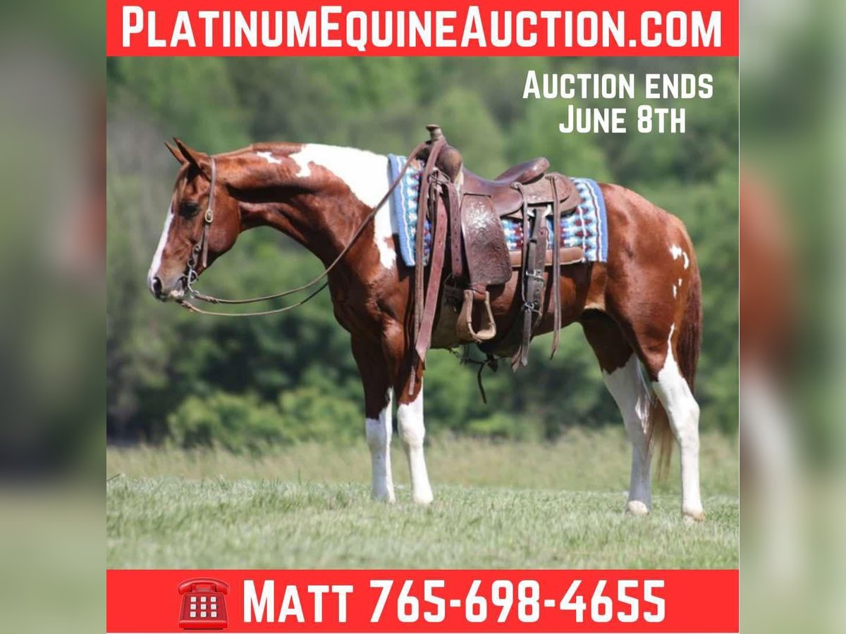 American Paint Horse Ruin 8 Jaar 150 cm Tobiano-alle-kleuren in Brodhead KY