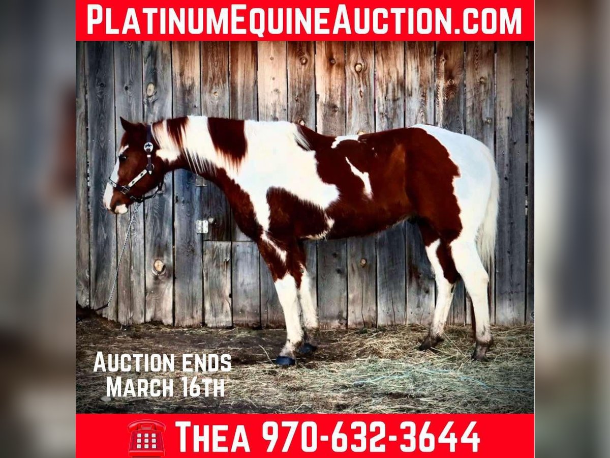 American Paint Horse Ruin 8 Jaar 155 cm Tovereo-alle-kleuren in Fort Collins Co