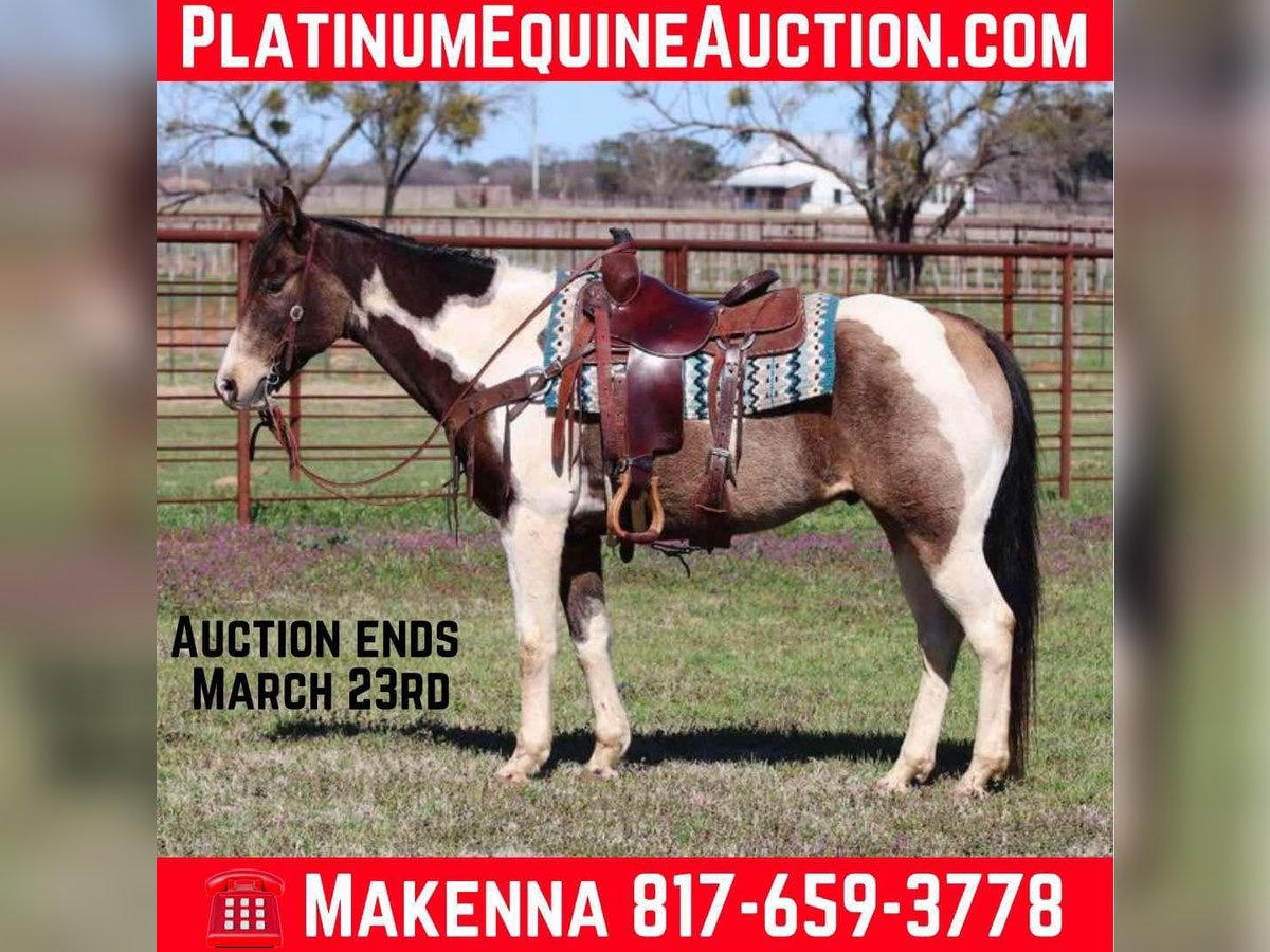 American Paint Horse Ruin 9 Jaar 155 cm Tobiano-alle-kleuren in Lipan TX