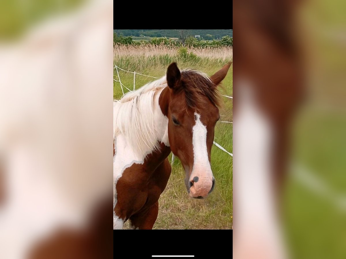 American Paint Horse Semental 1 año 152 cm Tobiano-todas las-capas in Rottleben