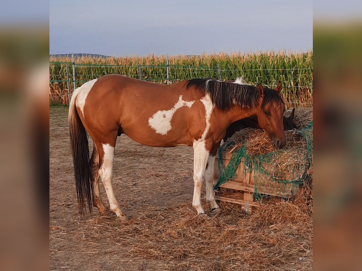American Paint Horse Semental 4 años 145 cm Tobiano-todas las-capas in Mistelbach