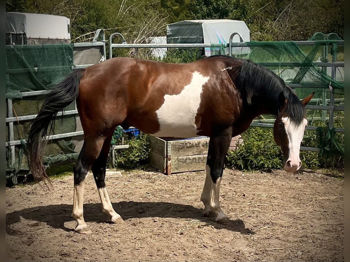 American Paint Horse Semental 6 años 149 cm Overo-todas las-capas in N&#xFC;rnbergN&#xFC;rnberg