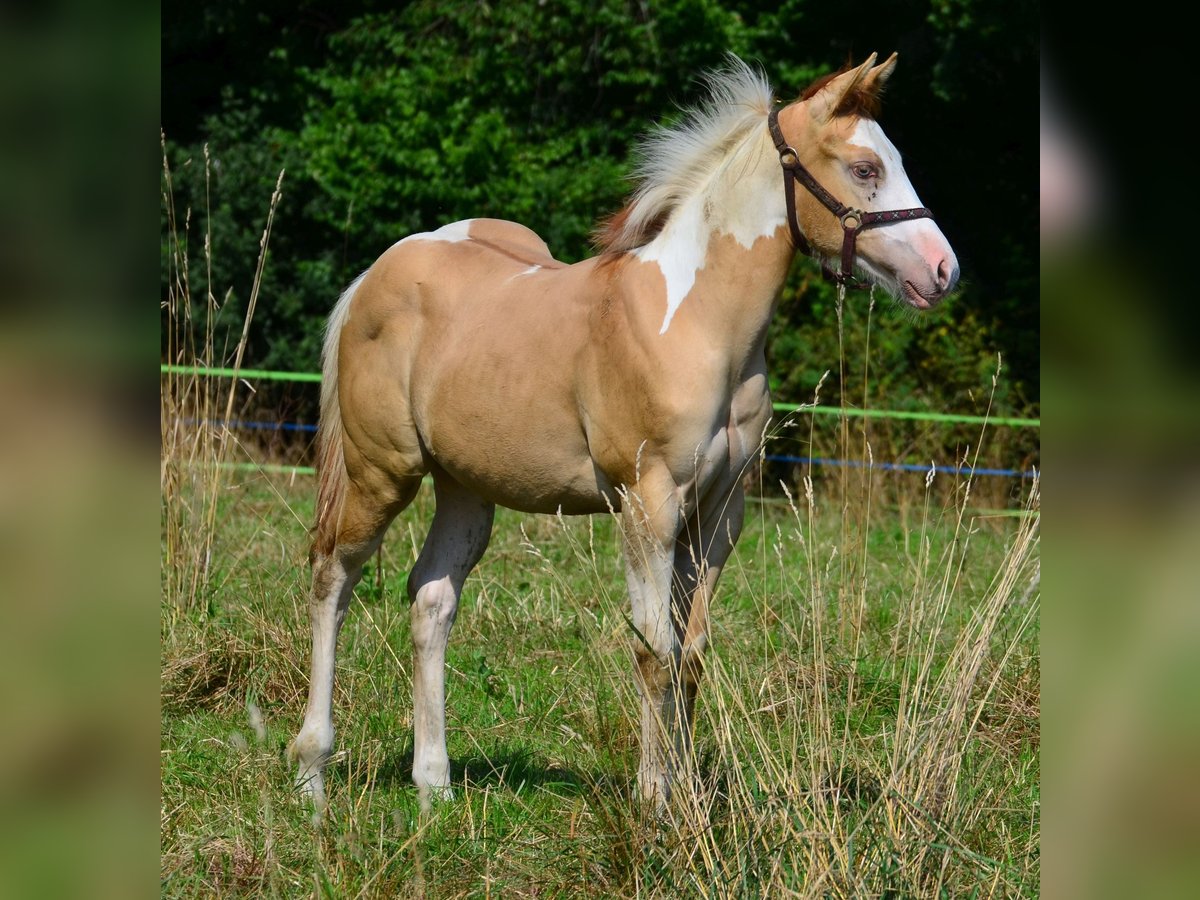 American Paint Horse Semental Potro (03/2025) 155 cm Pío in Obertaufkirchen