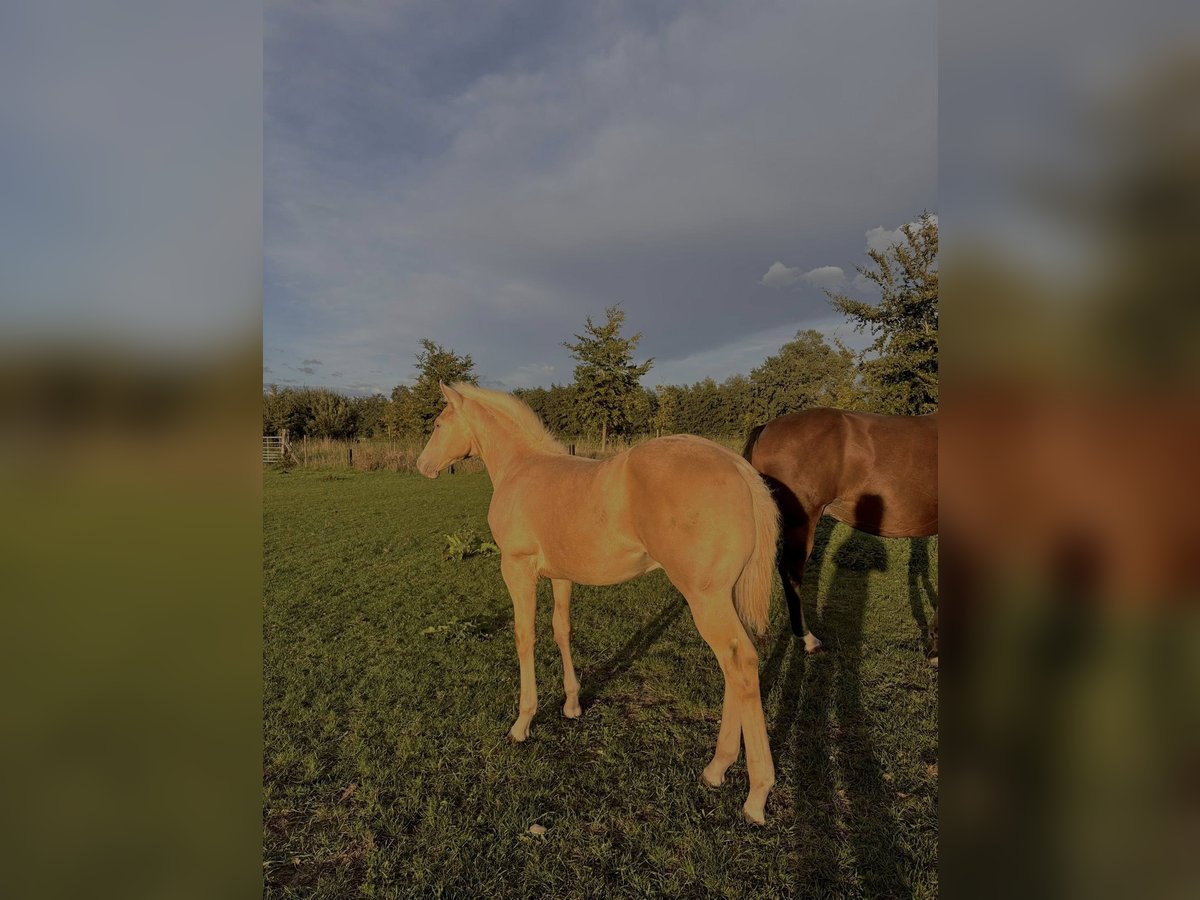 American Paint Horse Semental Potro (05/2025) in Meerhout