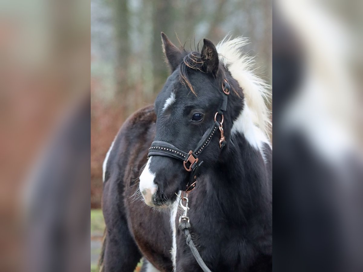 American Paint Horse Stallion 1 year 14.2 hh Tobiano-all-colors in Hellenthal