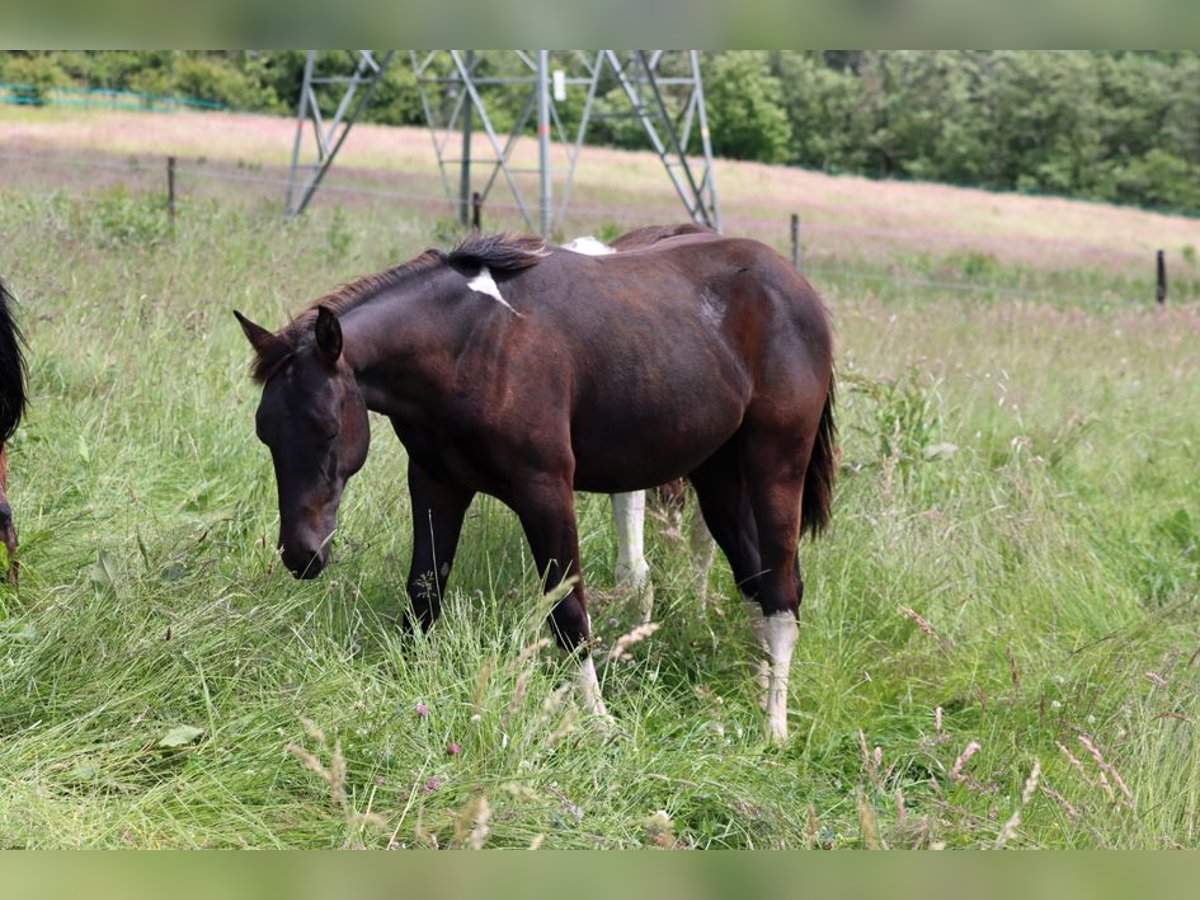 American Paint Horse Stallion 1 year 14.3 hh Tobiano-all-colors in Hellenthal