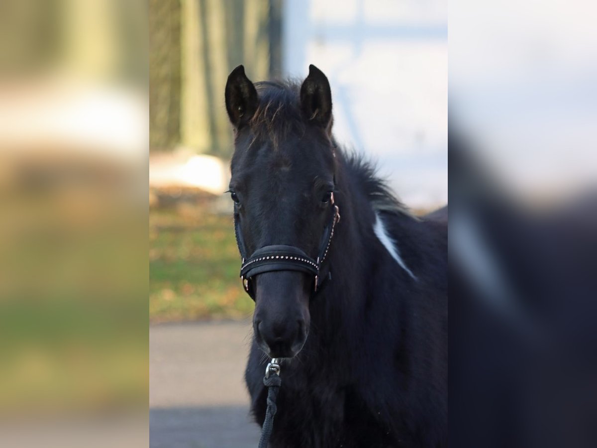 American Paint Horse Stallion 1 year 14,3 hh Tobiano-all-colors in Hellenthal