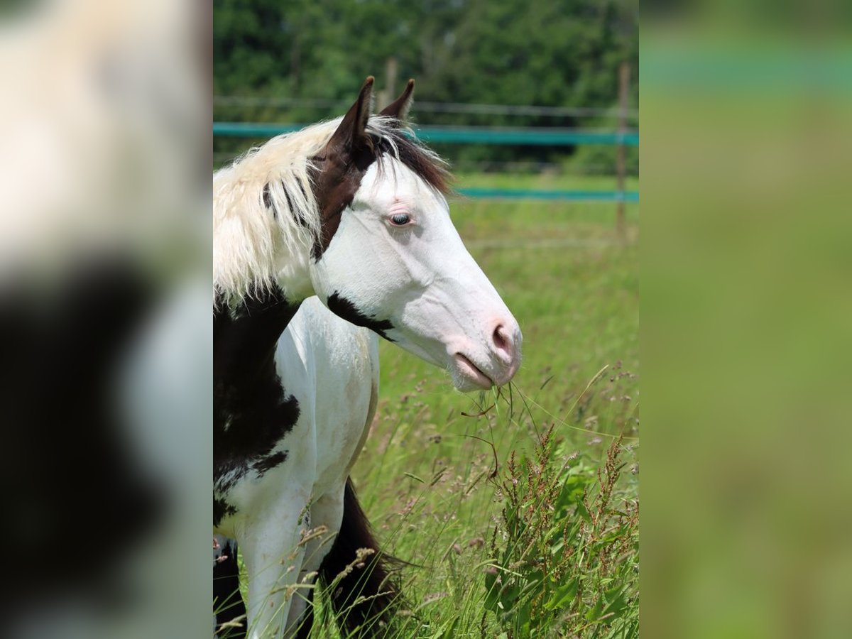 American Paint Horse Stallion 1 year 15 hh Overo-all-colors in Hellenthal