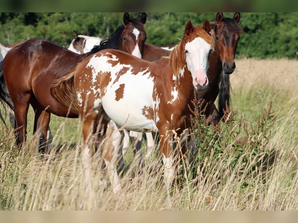 American Paint Horse Stallion 1 year 15 hh Overo-all-colors in Hellenthal