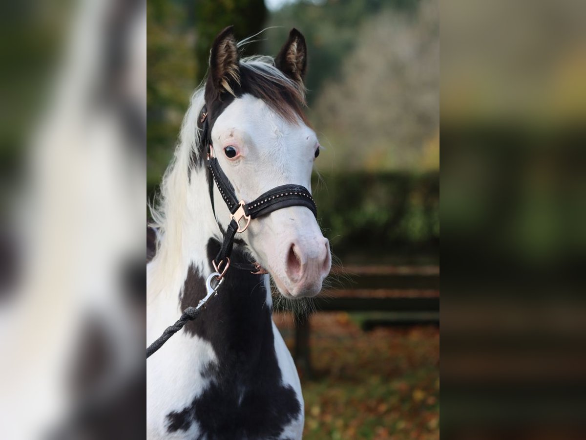 American Paint Horse Stallion 1 year 15 hh Overo-all-colors in Hellenthal