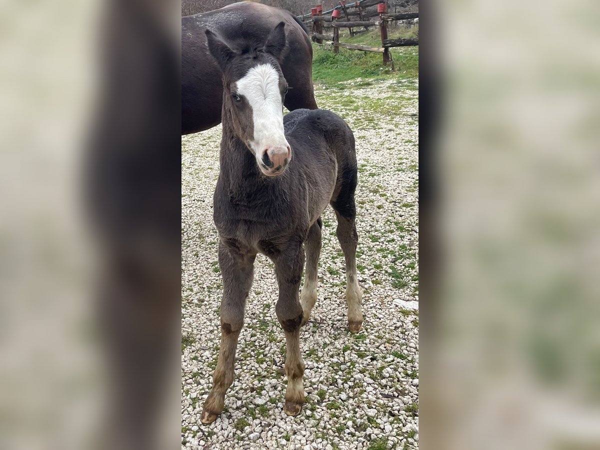 American Paint Horse Stallion 1 year 15,1 hh Overo-all-colors in Opi