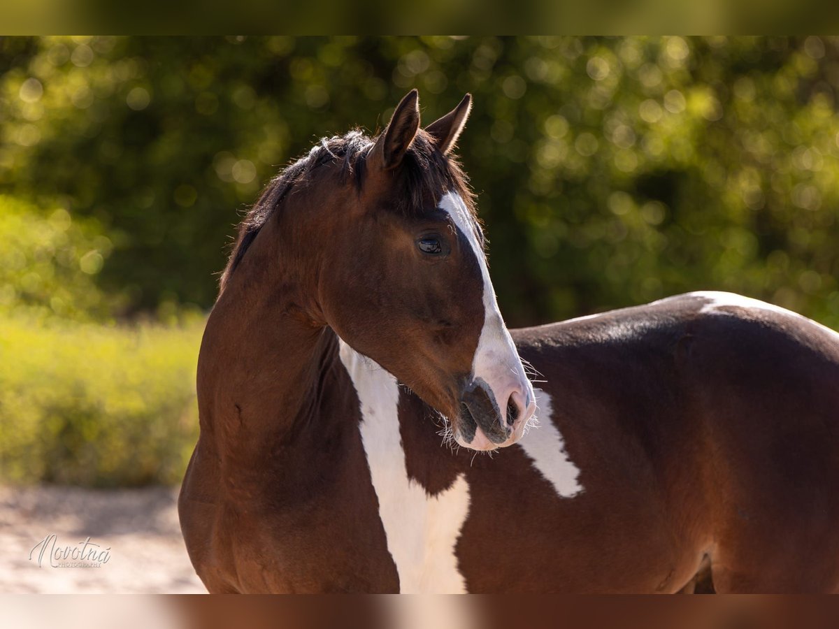 American Paint Horse Stallion 1 year Tobiano-all-colors in Sveradice