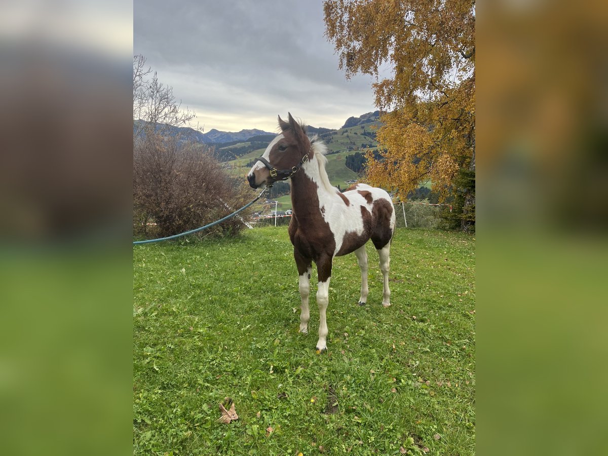 American Paint Horse Stallion 1 year Tobiano-all-colors in Kirchberg in Tirol