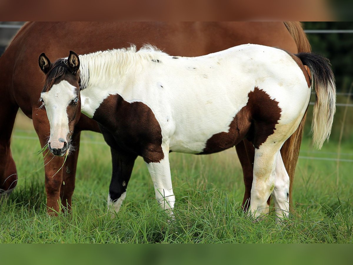American Paint Horse Stallion 1 year Tovero-all-colors in Berga- Wünschendorf