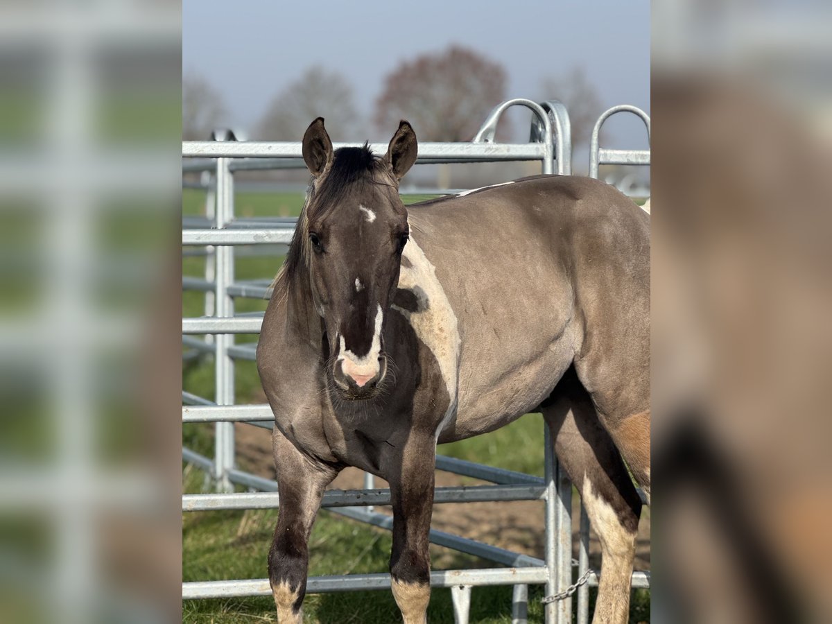 American Paint Horse Stallion 2 years 14.1 hh Tobiano-all-colors in Sint-Gillis-Waas