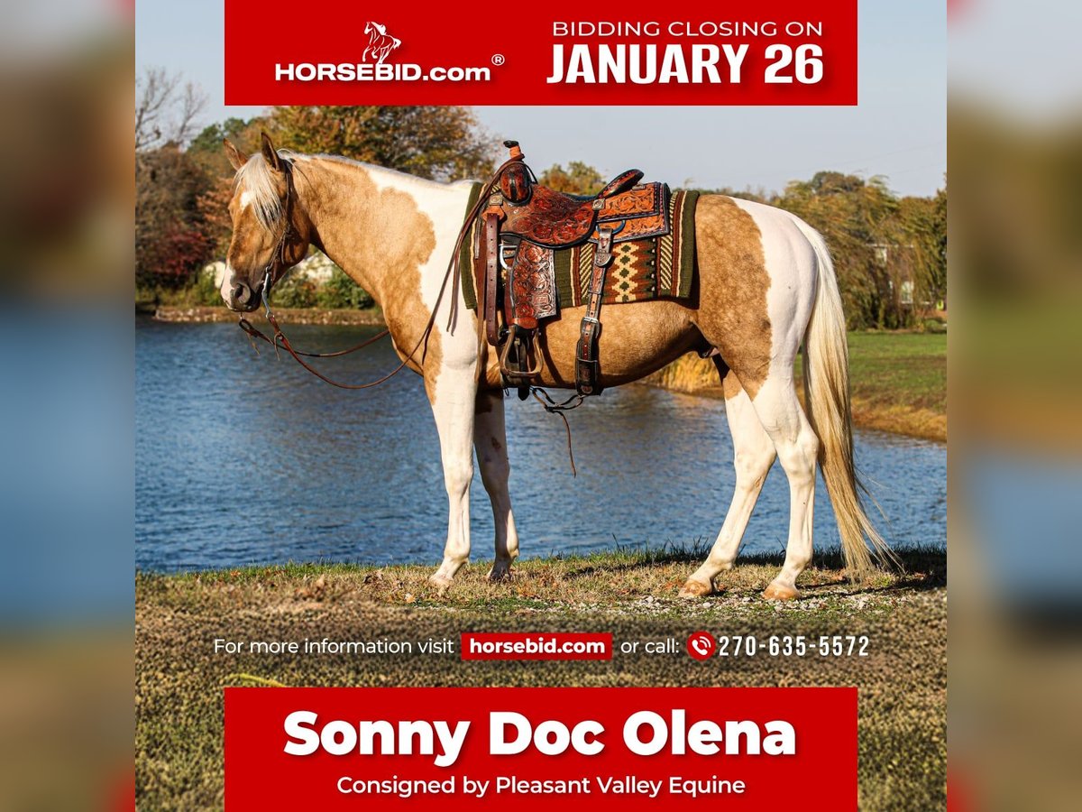 American Paint Horse Stallion 6 years 15,1 hh Tobiano-all-colors in Robards, KY