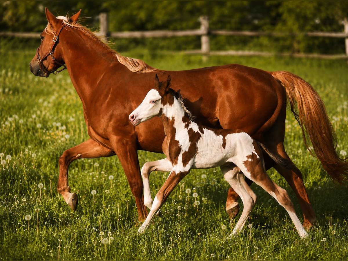 American Paint Horse Stallion Foal (05/2026) 14.3 hh Overo-all-colors in Bad Driburg