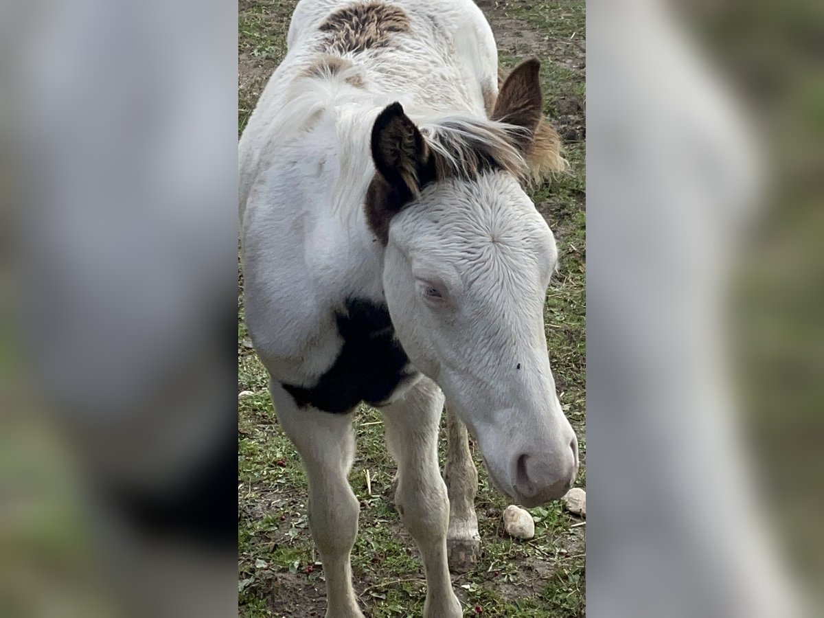 American Paint Horse Stallion Foal (05/2025) 14,3 hh Grullo in Opi