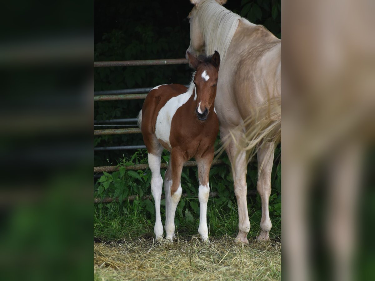 American Paint Horse Stallion Foal (04/2026) 15.2 hh Tobiano-all-colors in Ascheberg