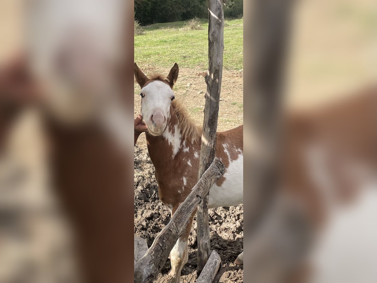 American Paint Horse Stallion Foal (05/2025) 15 hh Overo-all-colors in Opi