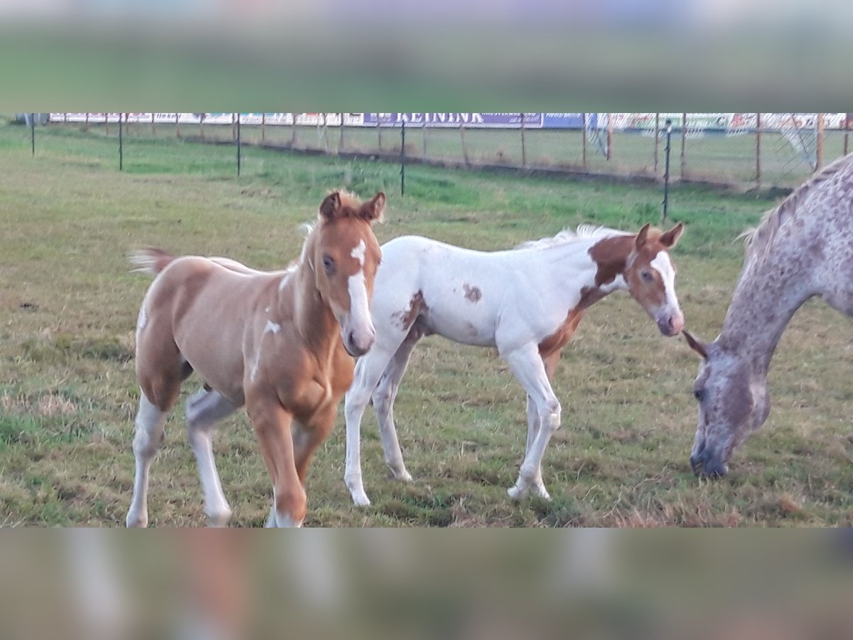 American Paint Horse Stallion Foal (06/2025) 15,1 hh Champagne in Neuenhaus