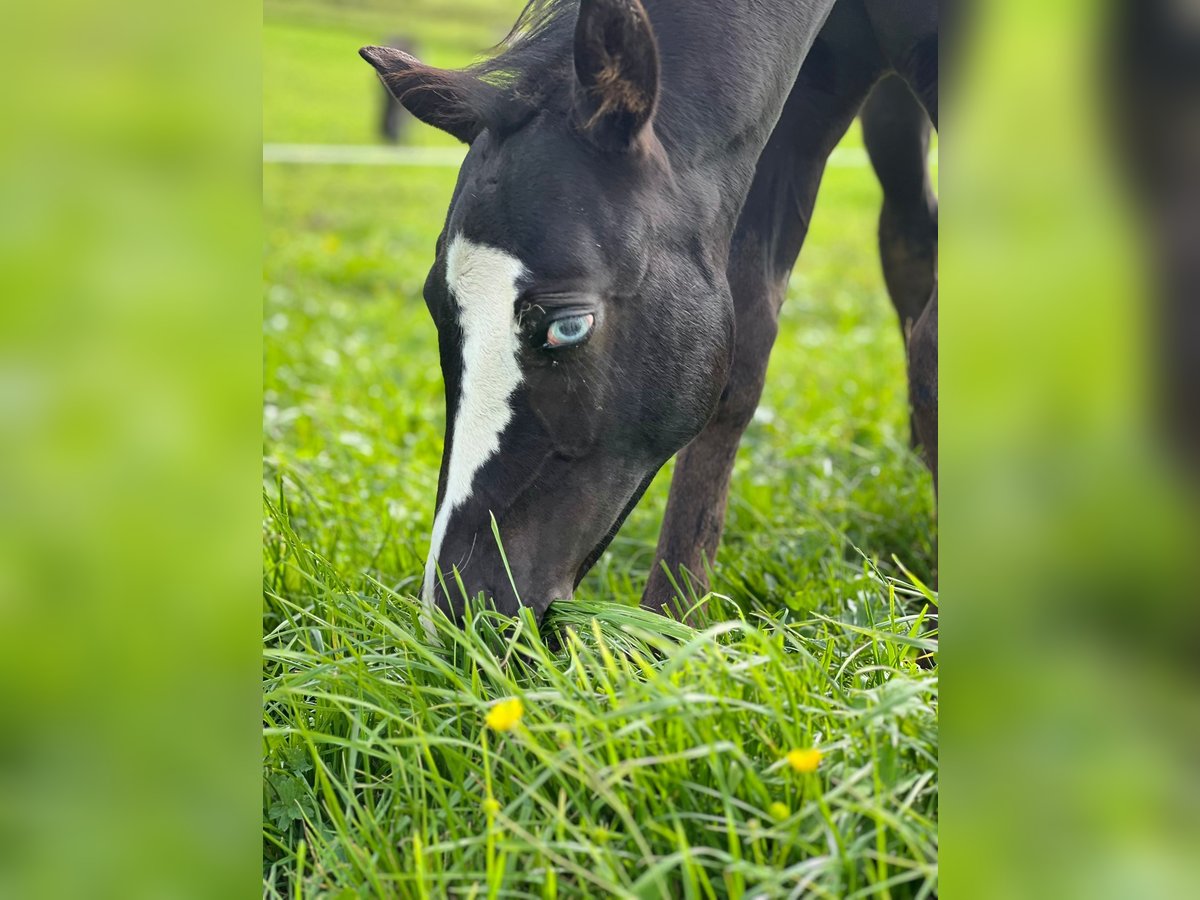 American Paint Horse Stallion Foal (06/2025) 15,2 hh Black in Rohrdorf