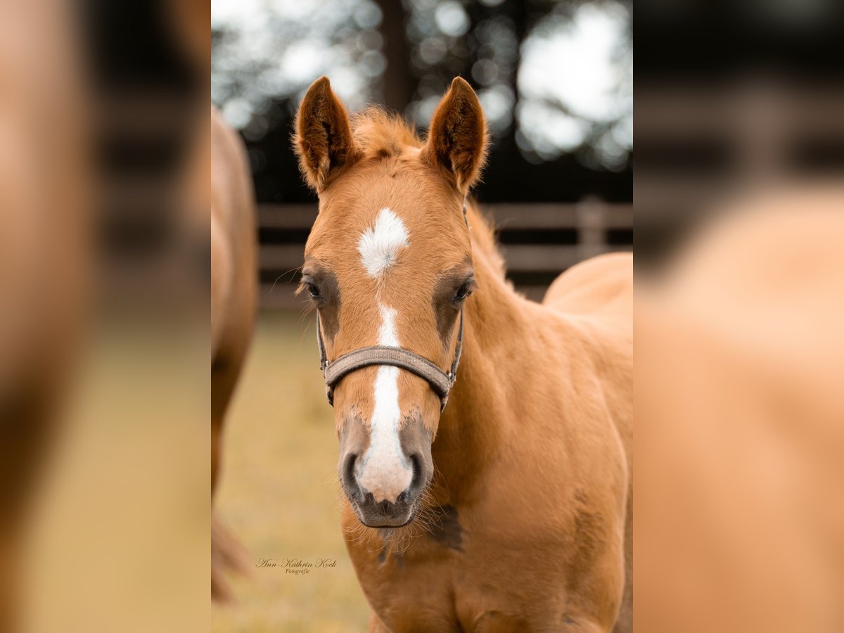 American Paint Horse Stallion Foal (01/2025) Chestnut-Red in Lahn