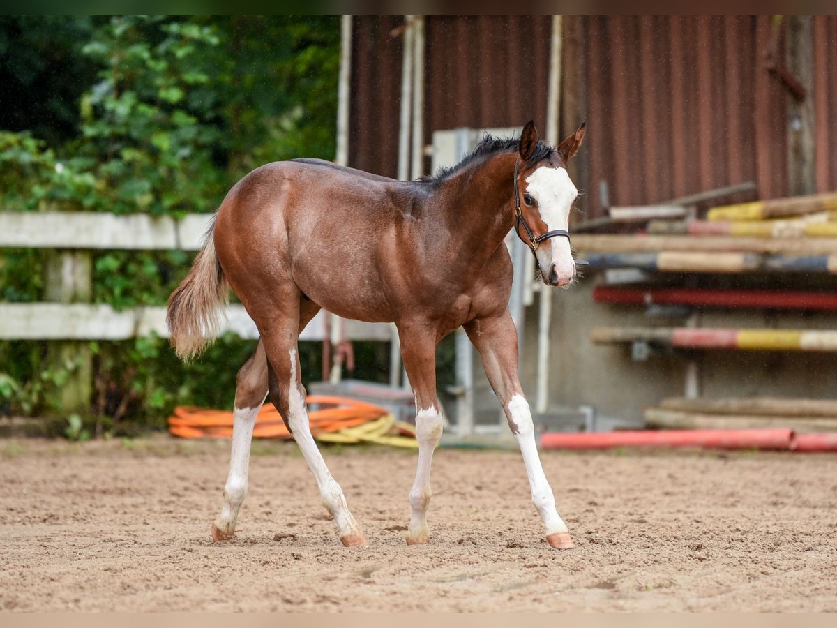 American Paint Horse Stallion Foal (04/2025) Overo-all-colors in Ellgau