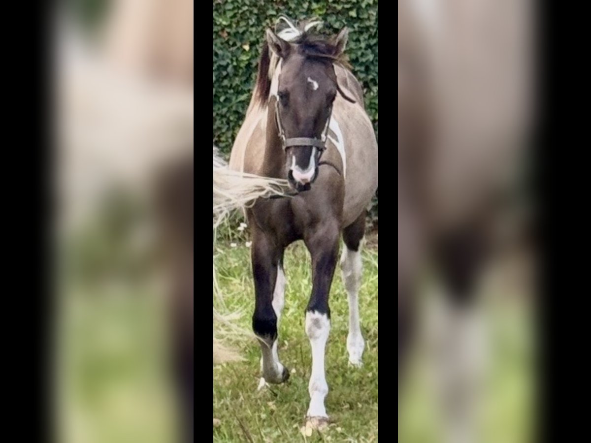 American Paint Horse Stallone 1 Anno 155 cm Grullo in ZUTENDAAL