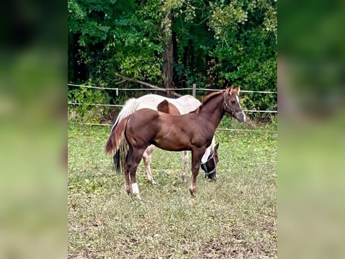 American Paint Horse Stallone 1 Anno 155 cm Sauro scuro in Landau