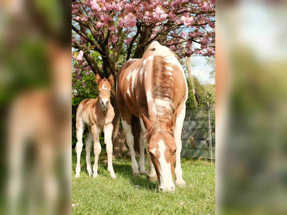 American Paint Horse Stallone Puledri (01/2025) 157 cm Baio in Ritterhude