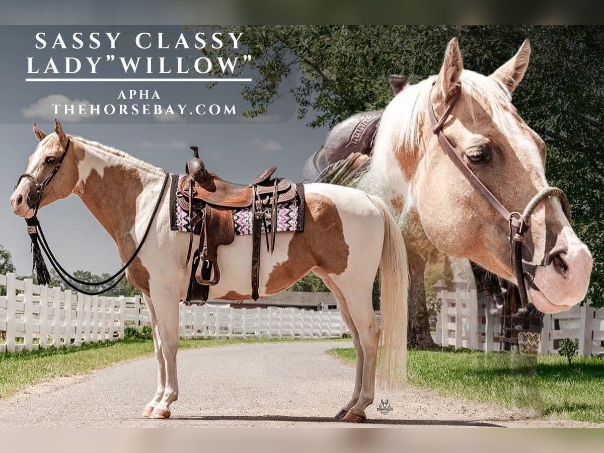 American Paint Horse Stute 10 Jahre Palomino in Narvon, PA