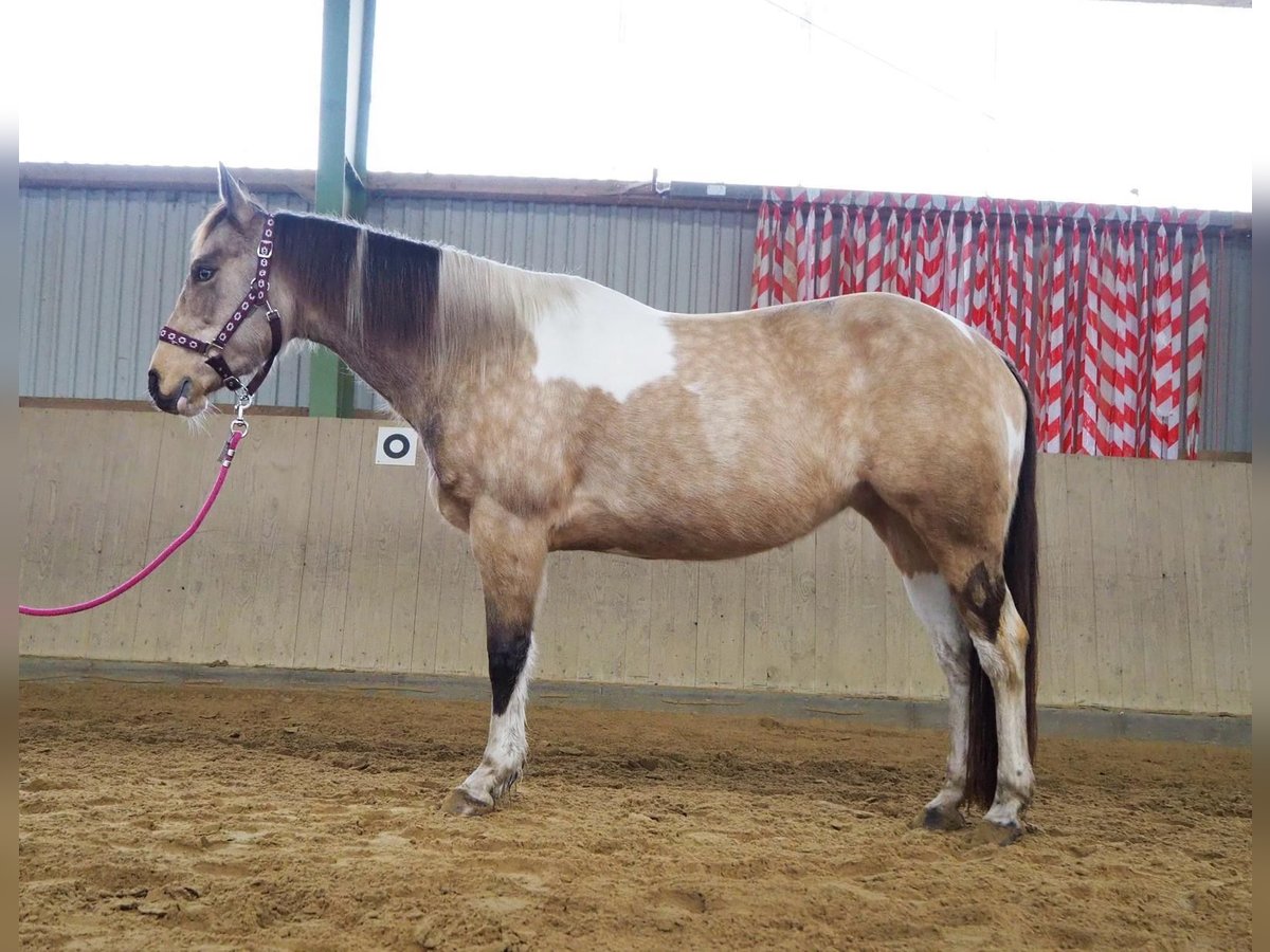 American Paint Horse, Stute in Schwanewede