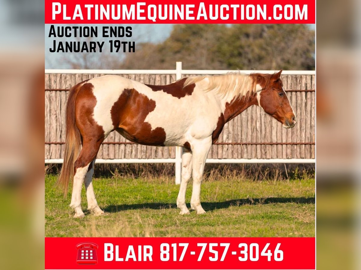 American Paint Horse Stute 14 Jahre 152 cm Dunkelfuchs in Weatherford TX