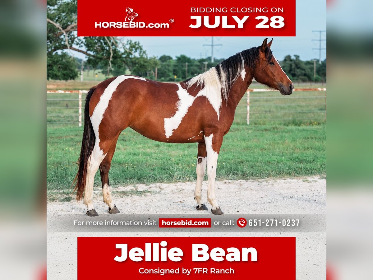 American Paint Horse Stute 2 Jahre 150 cm Rotbrauner in Normangee