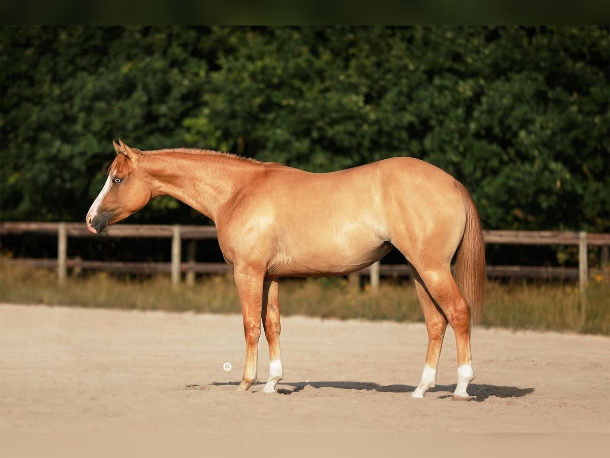 American Paint Horse Stute 2 Jahre 153 cm Falbe in B&#xFC;nde