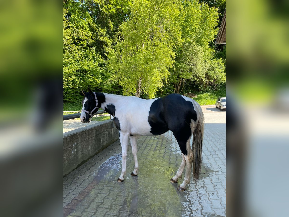 American Paint Horse Stute 2 Jahre 154 cm Tobiano-alle-Farben in Gro&#xDF;volderberg