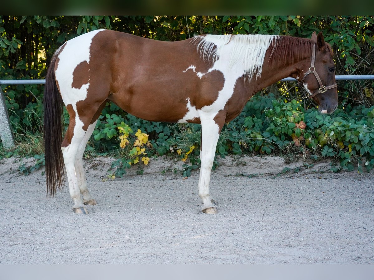 American Paint Horse Stute 4 Jahre 146 cm Tobiano-alle-Farben in Wallerfangen