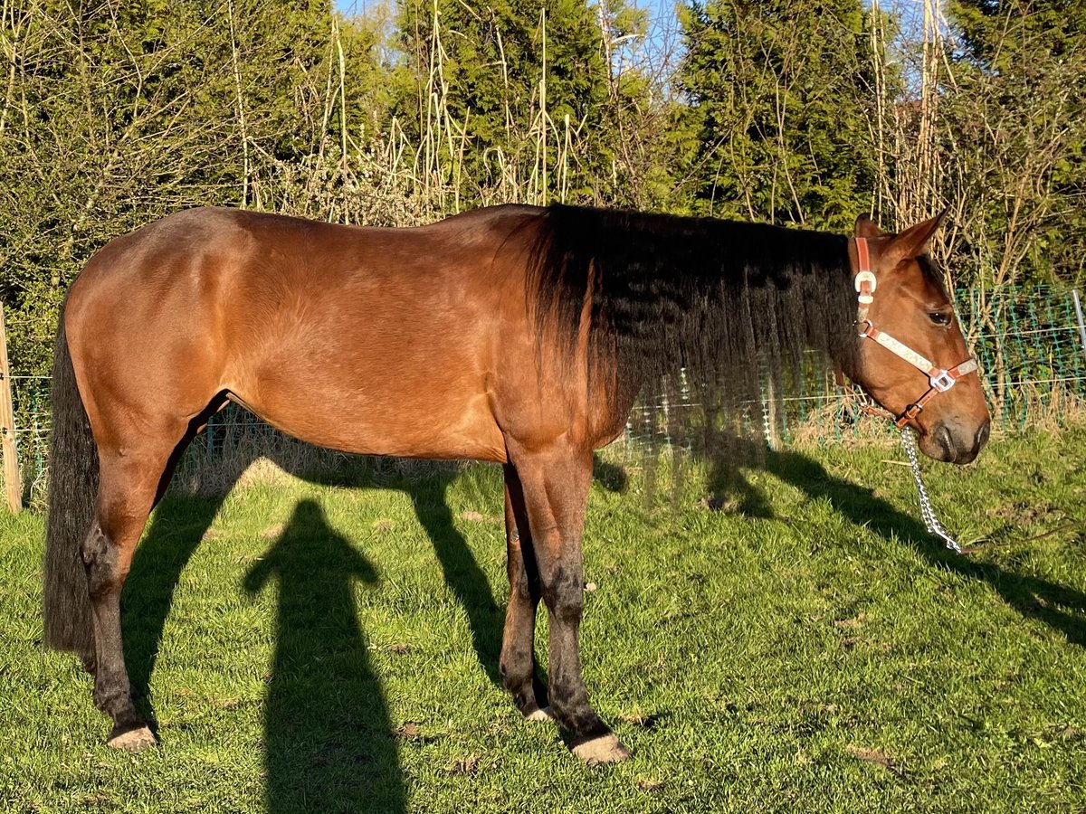 American Paint Horse Stute 4 Jahre 150 cm Brauner in PfaffingPfaffing