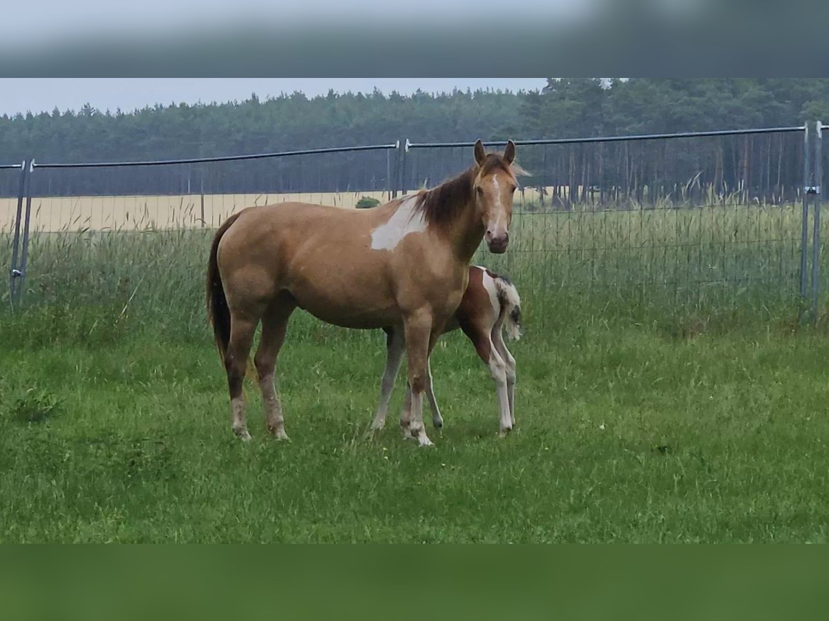 American Paint Horse, Stute in Schollene