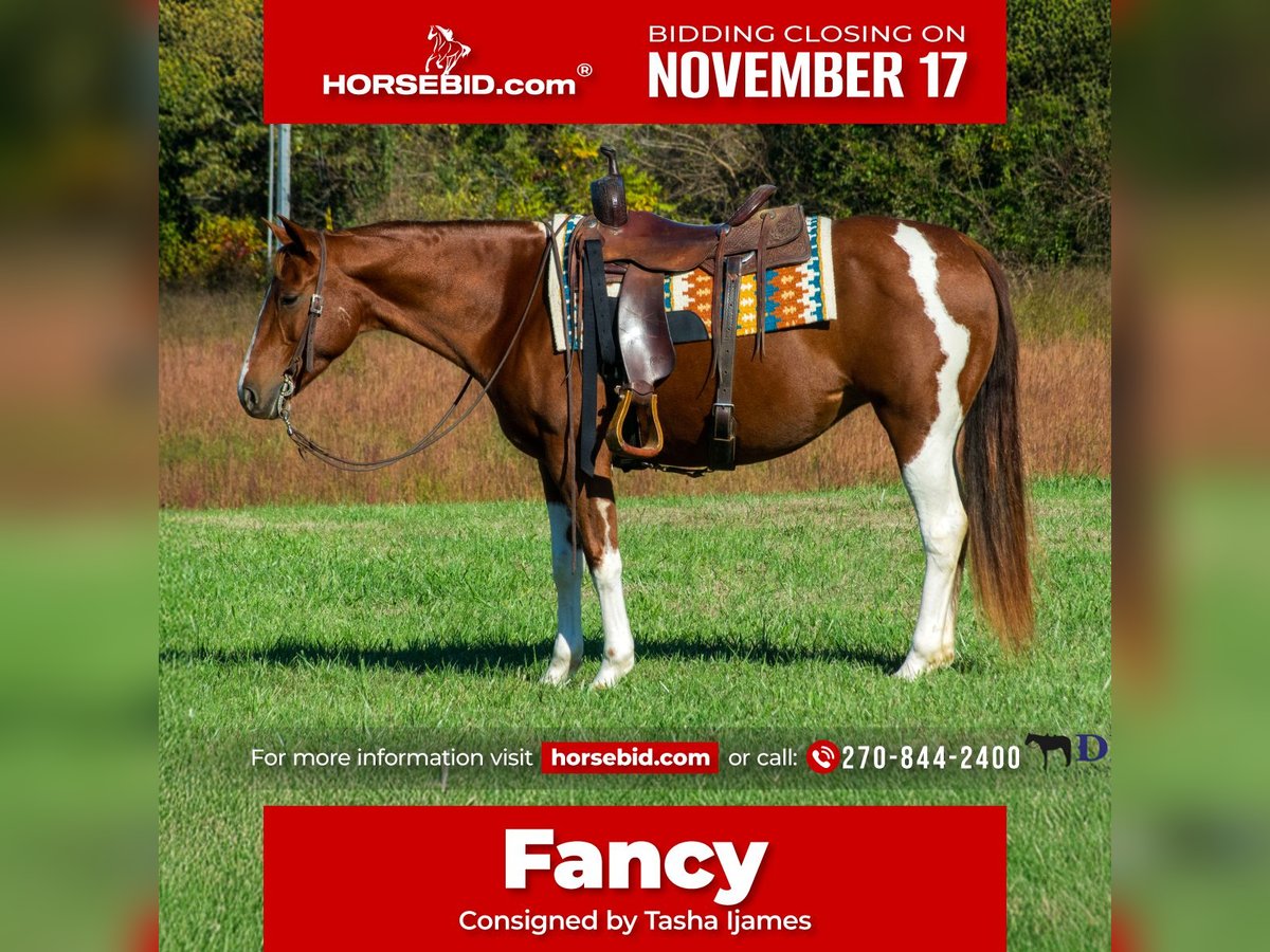 American Paint Horse Stute 7 Jahre 150 cm Schecke in Henderson