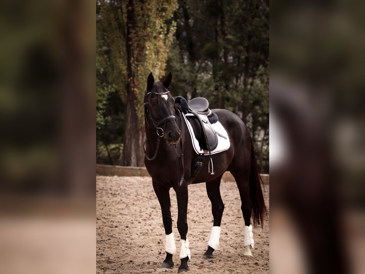American Paint Horse Stute 7 Jahre 168 cm Dunkelbrauner in G&#xF6;tzis