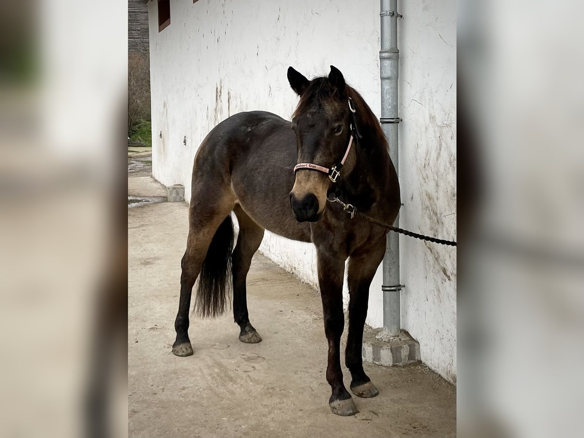 American Paint Horse Stute 7 Jahre Buckskin in Zuzenhausen