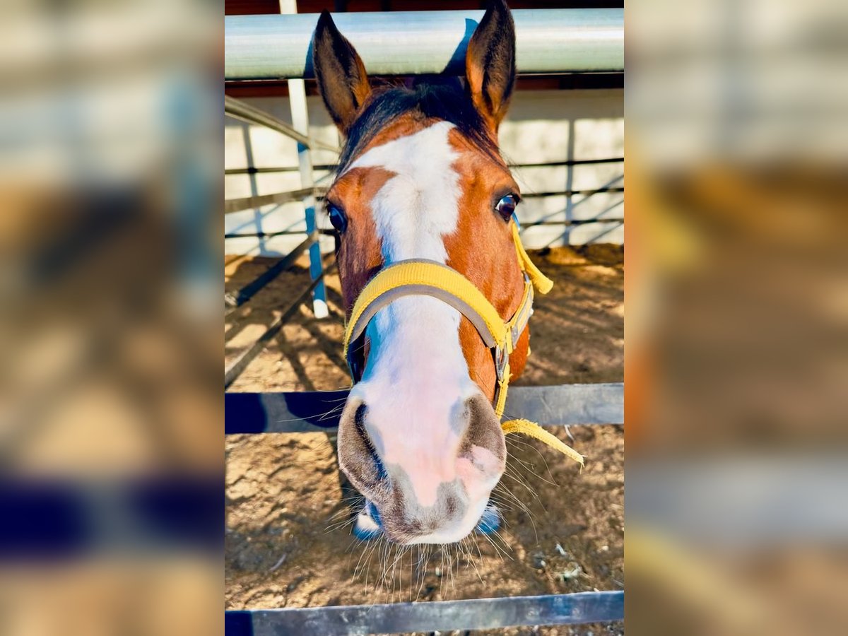 American Paint Horse Stute 8 Jahre 154 cm Overo-alle-Farben in Thierhaupten