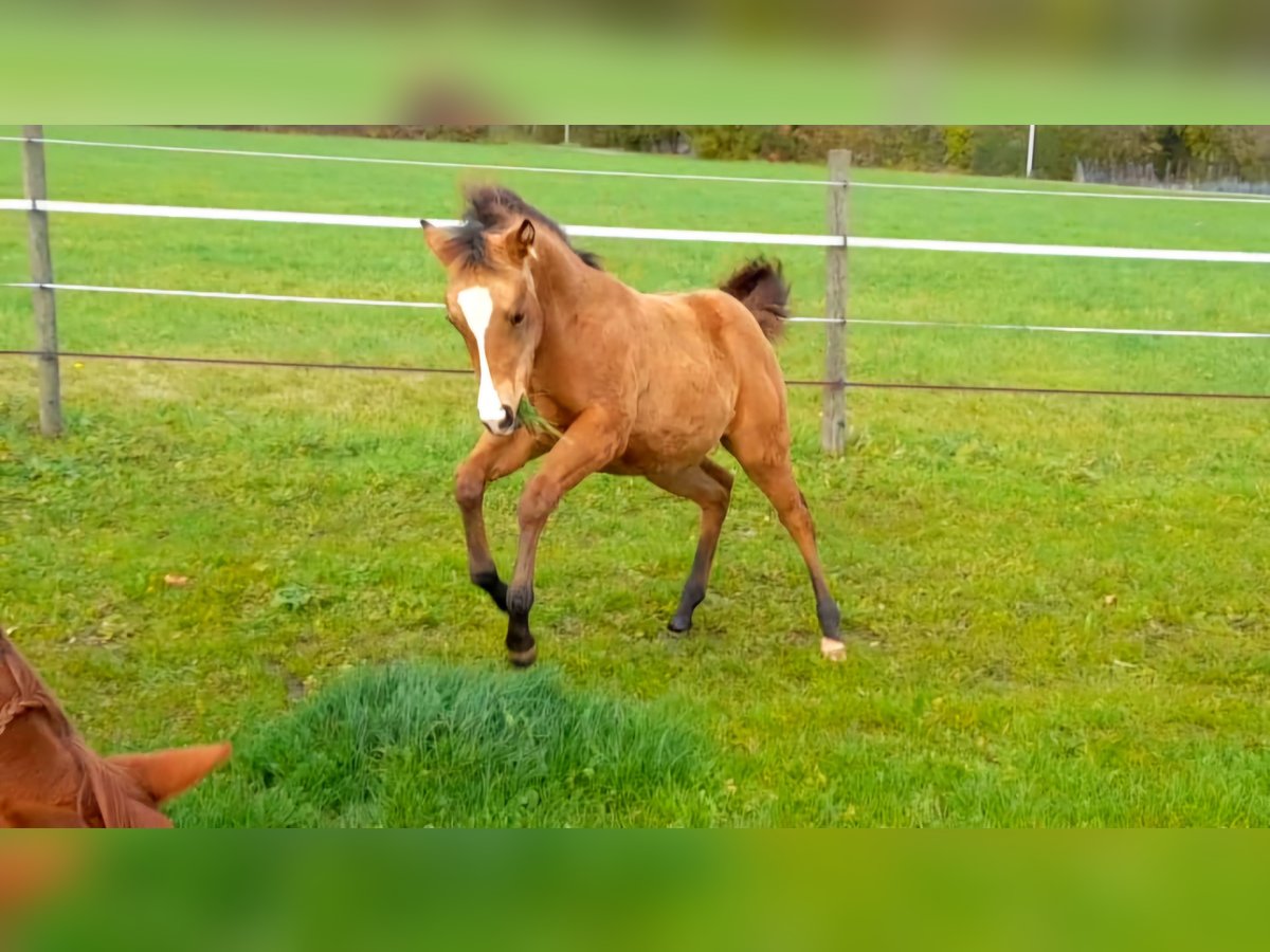 American Paint Horse Stute Fohlen (05/2025) 150 cm Buckskin in Crailsheim